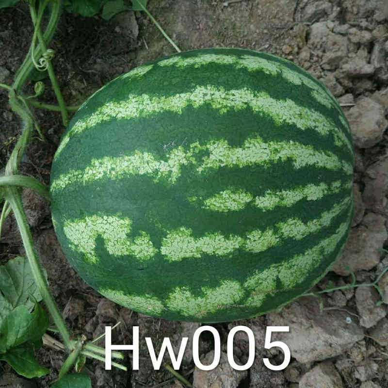 F1 Seeded Watermelon SeedsHuawang No.5,Fruit Seeds,Watermelon Seeds