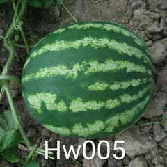 F1 Seeded Watermelon Seeds-Huawang No.5