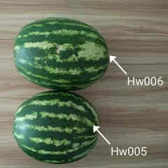 F1 Seeded Watermelon Seeds-Huawang No.6