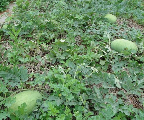F1 Seeded Watermelon SeedsNew Green Show,Fruit Seeds,Watermelon Seeds