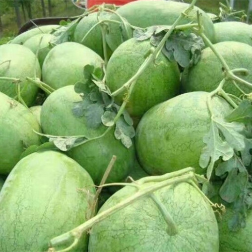 F1 Seeded Watermelon Seeds-Green Show