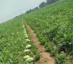 F1 Seeded Watermelon Seeds-Big Seed Green Show