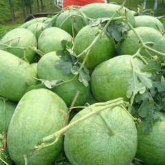 F1 Seeded Watermelon Seeds-Big Seed Green Show