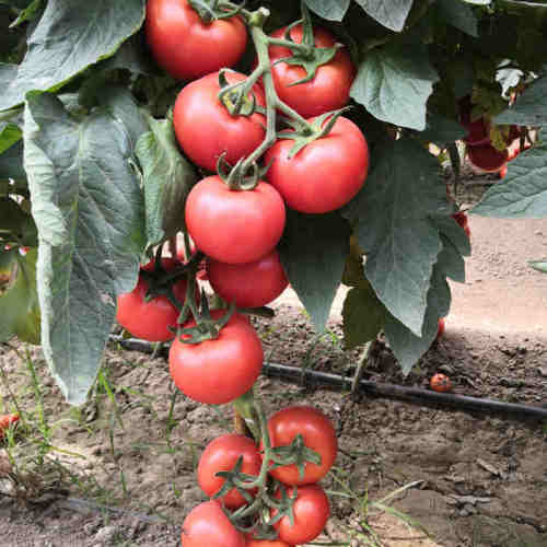 F1 Red Tomato Seeds- Red Overlord No.1