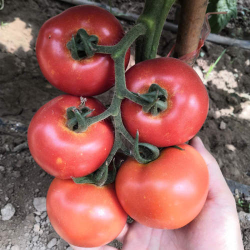 F1 Red Tomato Seeds- Big Red No.1