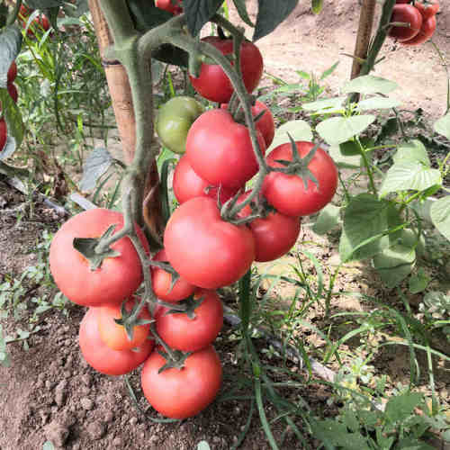 F1 Red Tomato Seeds- Honor Lord No. 5