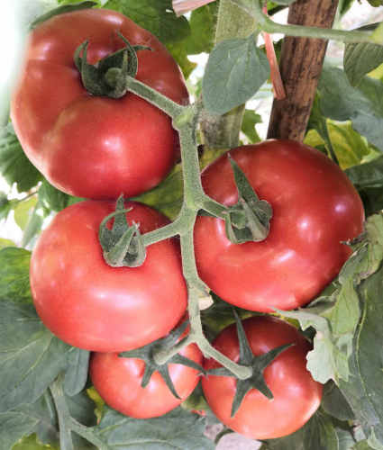 F1 Red Tomato Seeds- FT072