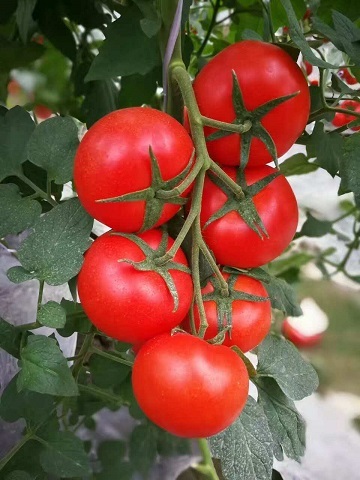 F1 Red Tomato Seeds- Honor Lord No.1