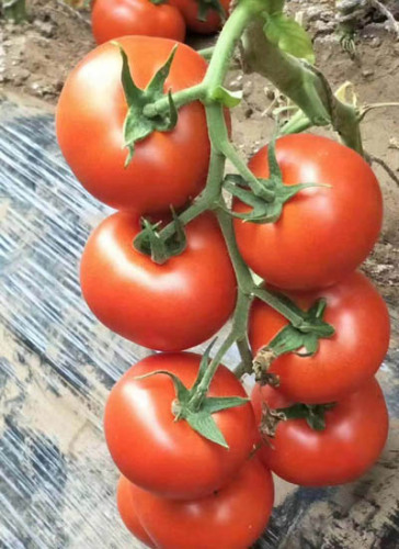 F1 Red Tomato Seeds- FT002