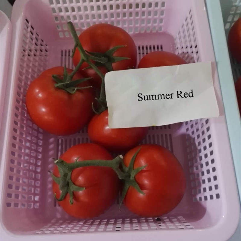 F1 Red Tomato Seeds- Summer Red