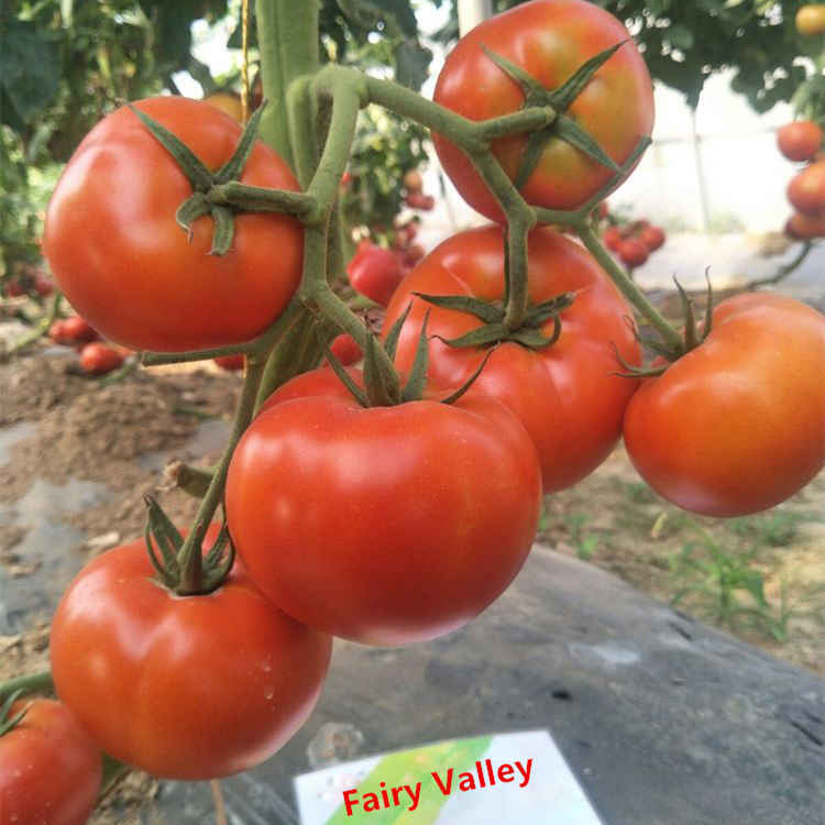 F1 Red Tomato Seeds-New National Star