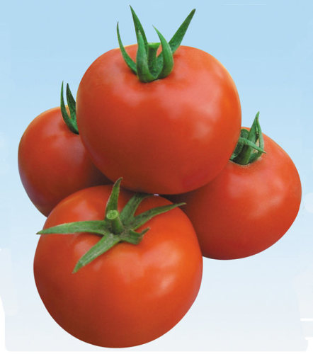 F1 Red Tomato Seeds-IS NO.2