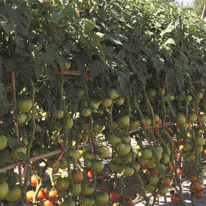 F1 Red Tomato Seeds-IS NO.4