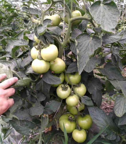 F1 Red Tomato Seeds- Honor Lord No.7