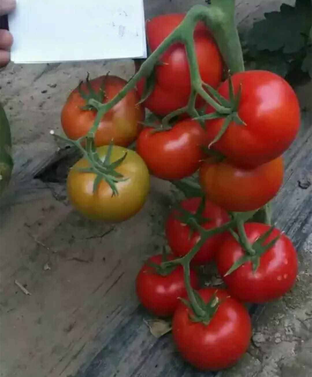 F1 Red Tomato Seeds-New National Star