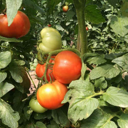 F1 Red Tomato Seeds-National Star No.4