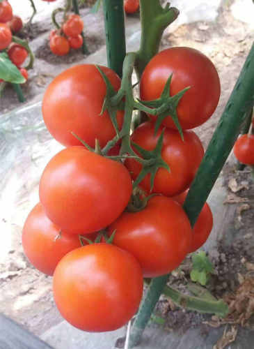 F1 Red Tomato Seeds- Honor Lord No.10
