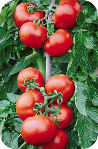 F1 Red Tomato Seeds- Big Red Brightness