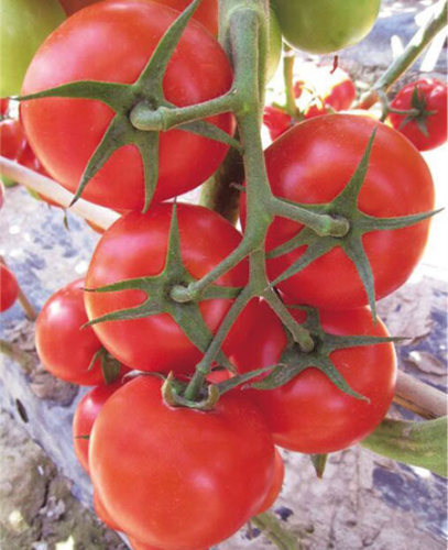 F1 Red Tomato Seeds-IS NO.1