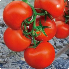 F1 Red Tomato Seeds-National Star No.2