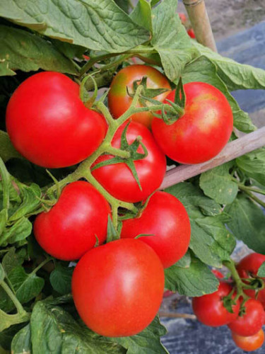 F1 Red Tomato Seeds- FT047