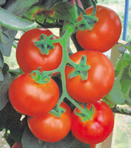 F1 Red Tomato Seeds- American Bao