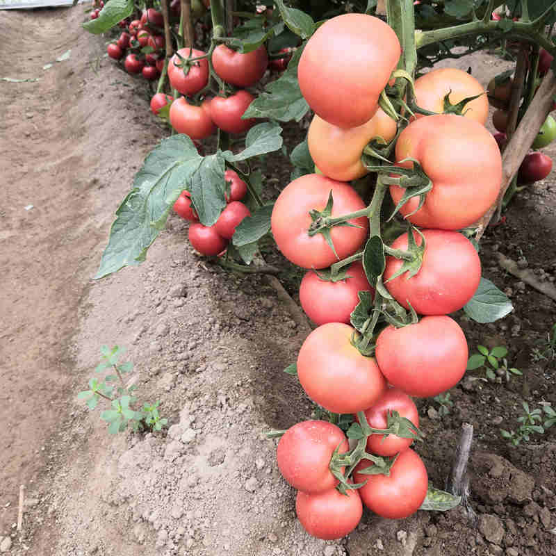 F1 Pink Tomato Seeds-Pink King No.6