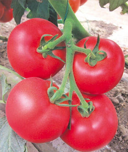 F1 Pink Tomato Seeds-Sky Fortune No.56