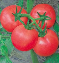F1 Pink Tomato Seeds-Sky Fortune No.30