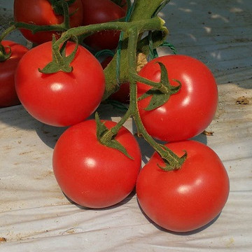 F1 Red Tomato Seeds-Honor Lord No.4