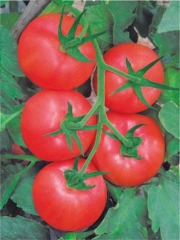 F1 Pink Tomato Seeds-Sky Fortune No.33