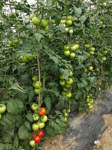 F1 Red Tomato Seeds-Honor Lord No.4