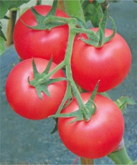 F1 Pink Tomato Seeds-Sky Fortune No.68