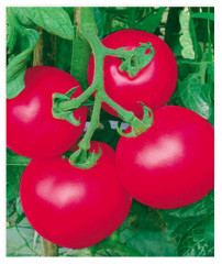 F1 Pink Tomato Seeds-Sky Fortune No.51