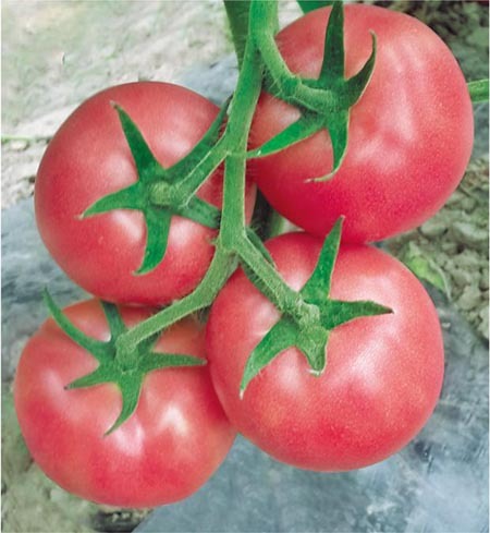 F1 Pink Tomato Seeds-Pink Honey
