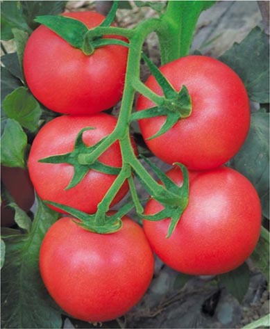 F1 Pink Tomato Seeds-Sky Fortune No.35
