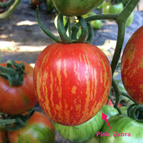 F1 Cherry Tomato SeedsPink Zebra,Vegetable Seeds,Tomato Seeds,Cherry