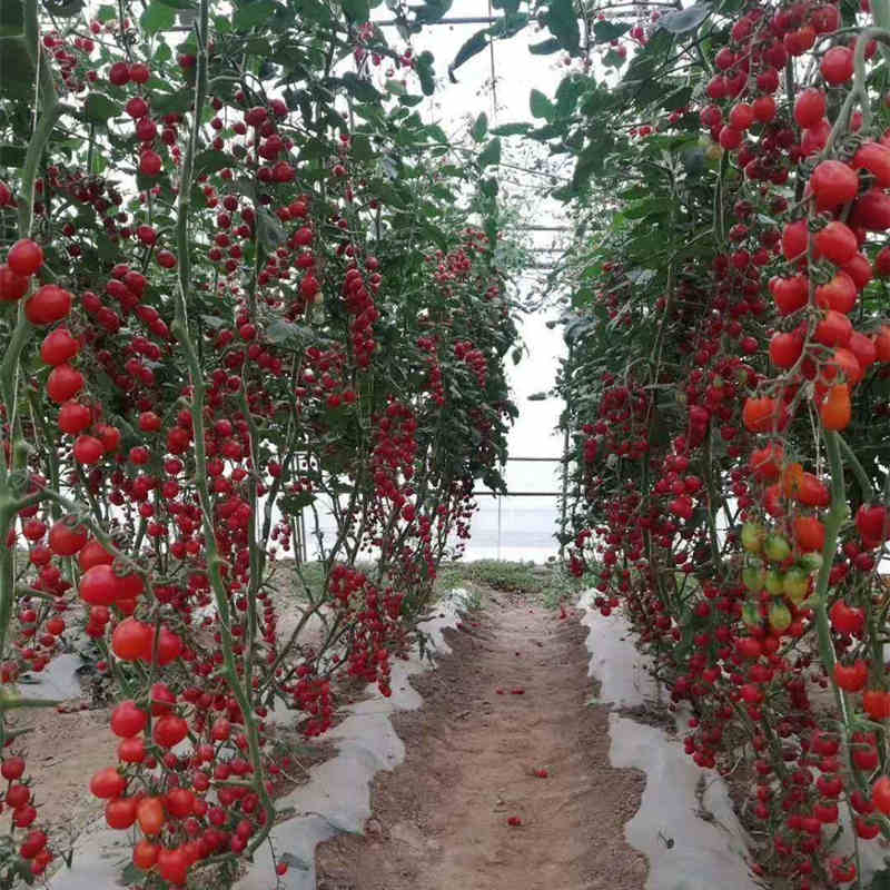 F1 Cherry Tomato Seeds-Fruit Curtain