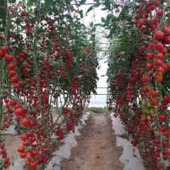 F1 Cherry Tomato Seeds-Fruit Curtain