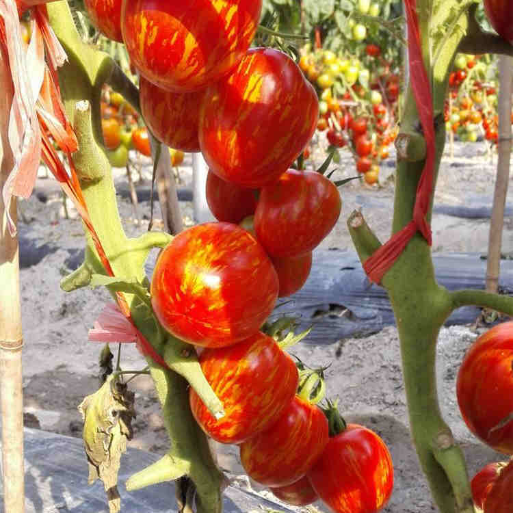 F1 Cherry Tomato Seeds-Pink Zebra