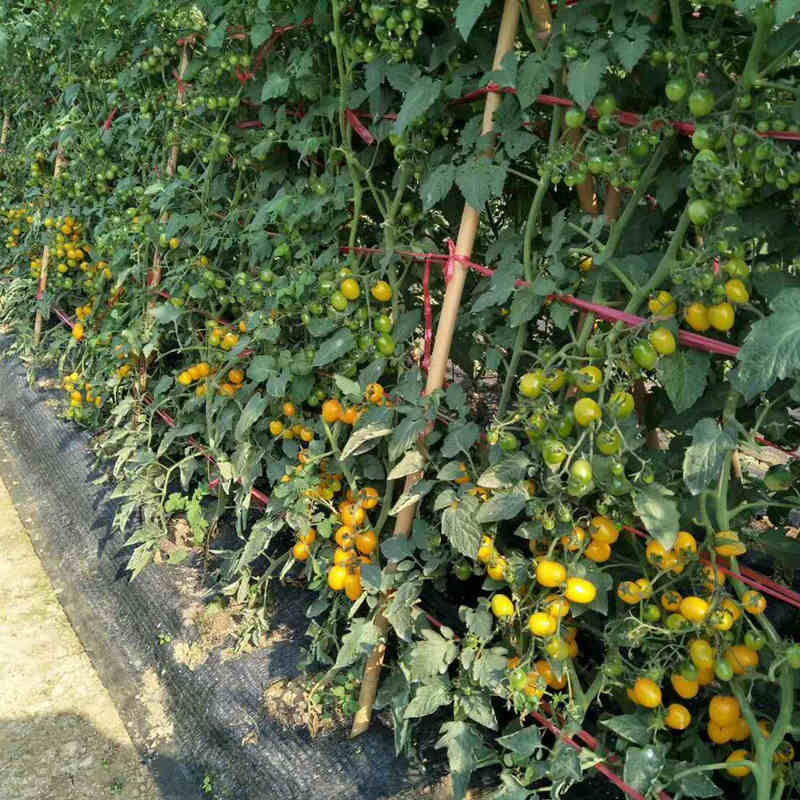F1 Cherry Tomato Seeds-Yellow Gem