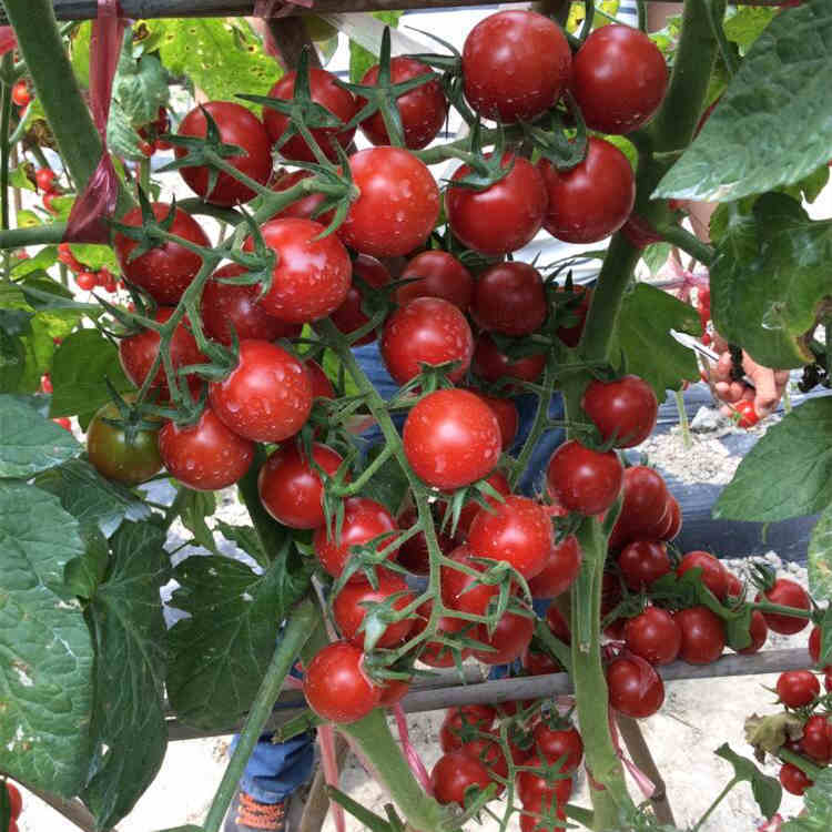 F1 Cherry Tomato Seeds-Starry Sky