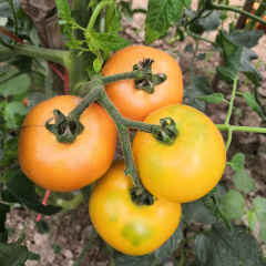 F1 Yellow Tomato Seeds-ST003
