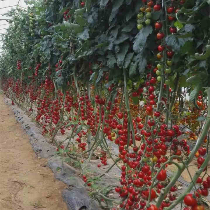 F1 Cherry Tomato Seeds-Starry Sky