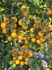 F1 Cherry Tomato Seeds-Yellow Gem