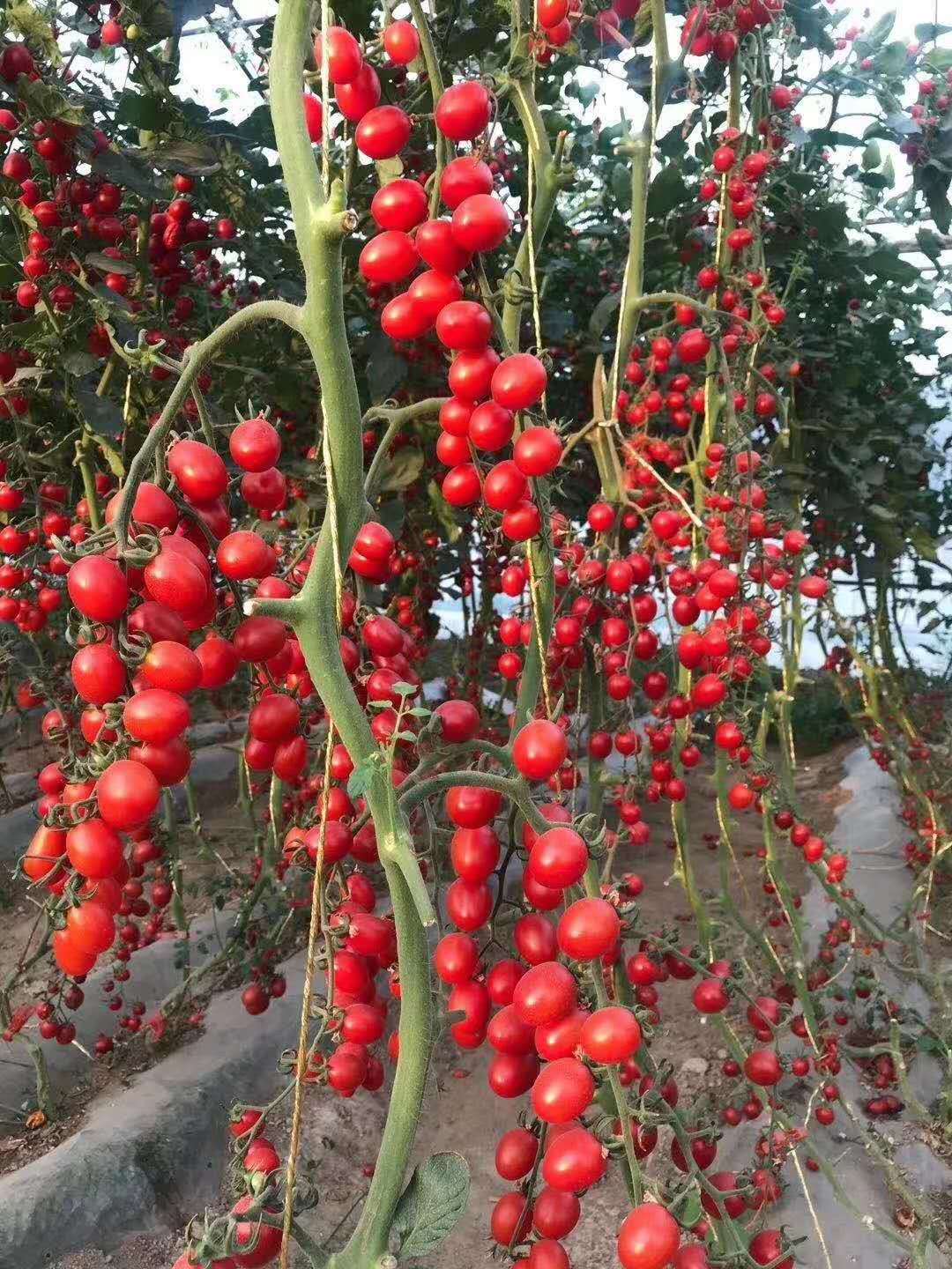 F1 Cherry Tomato Seeds-Fruit Curtain