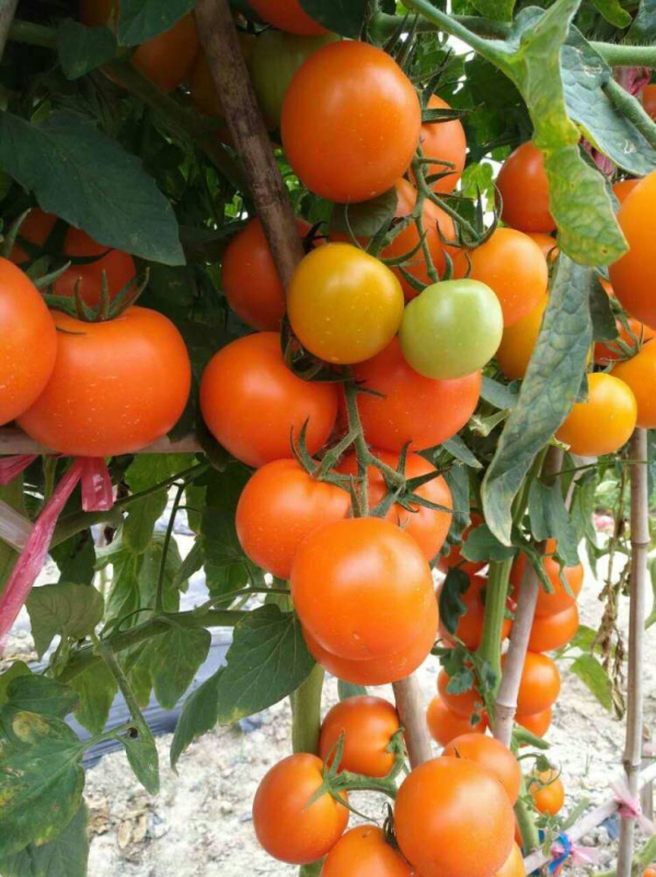 F1 Yellow Tomato Seeds-Yellow Diamond