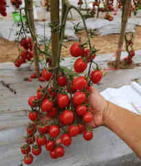 F1 Cherry Tomato Seeds-Fruit Curtain