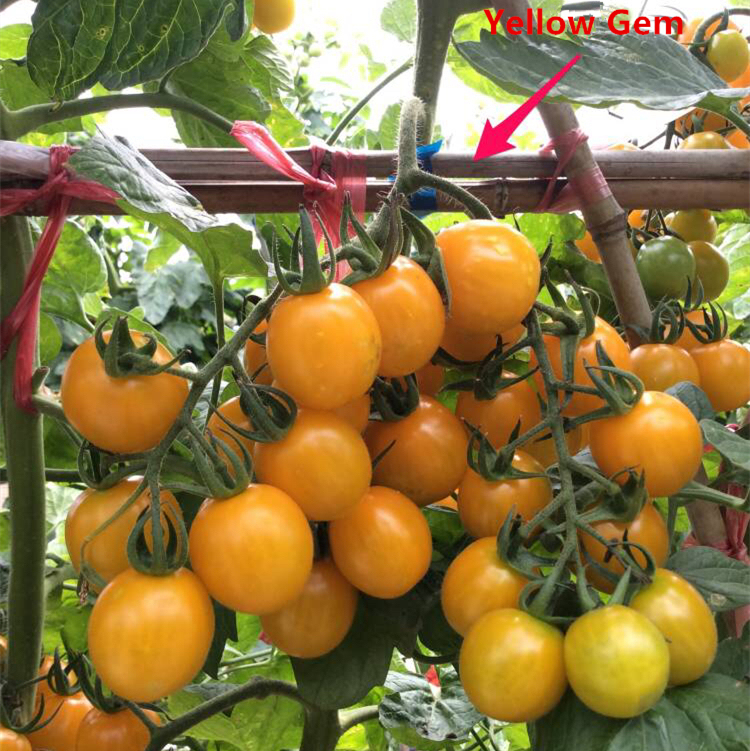 F1 Cherry Tomato Seeds-Yellow Gem