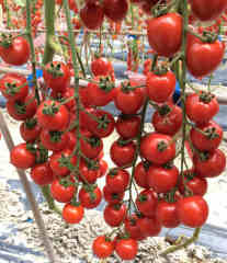 F1 Cherry Tomato Seeds-Starry Sky
